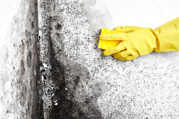 Best Mold Damage Repair  in Trotwood, OH