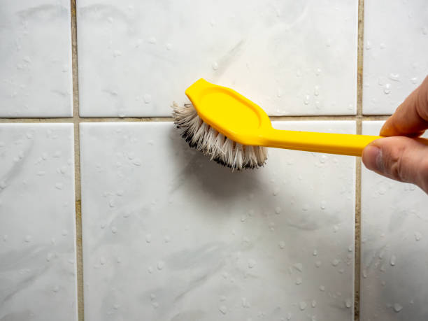 Best Local Mold Removal Service  in Trotwood, OH