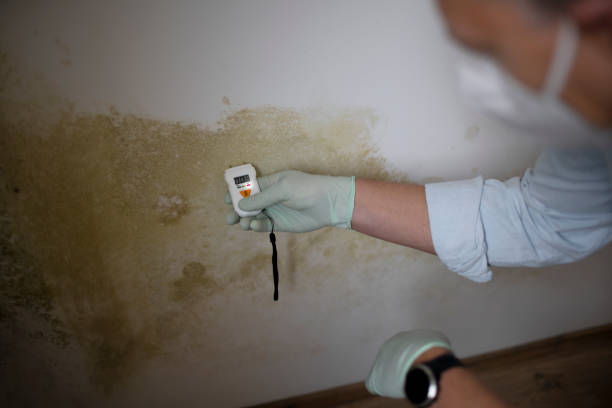 Best Professional Mold Removal  in Trotwood, OH