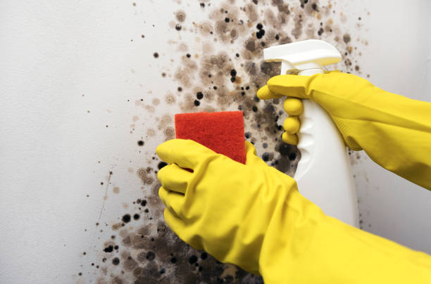 Attic Mold Removal in Trotwood, OH