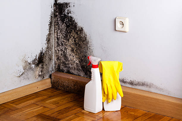 Best Mold Testing  in Trotwood, OH